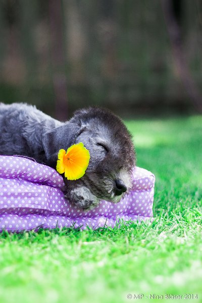 2014-07-03 Cherry-6982.jpg